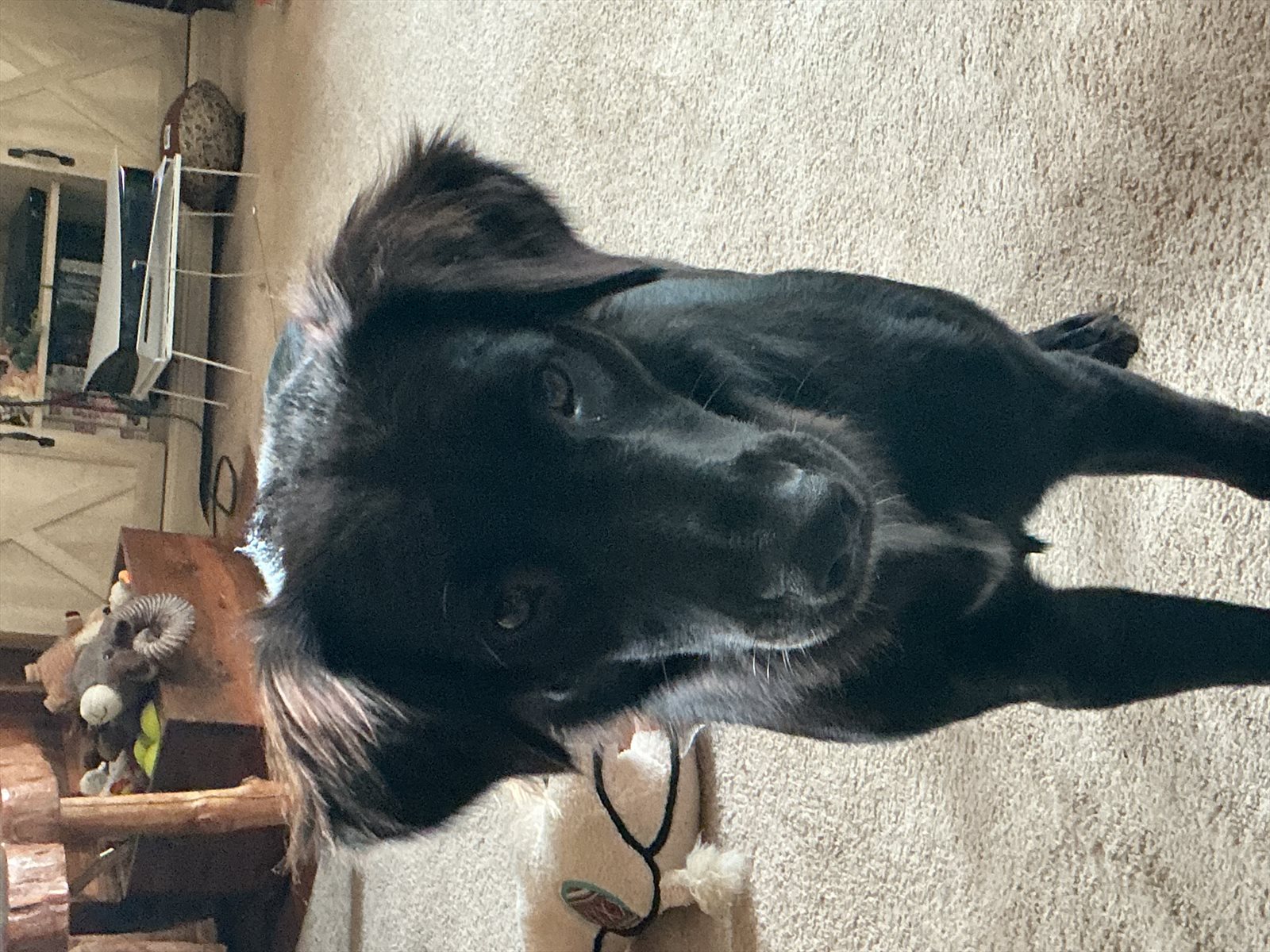 coated retriever guessed by k9stud ai