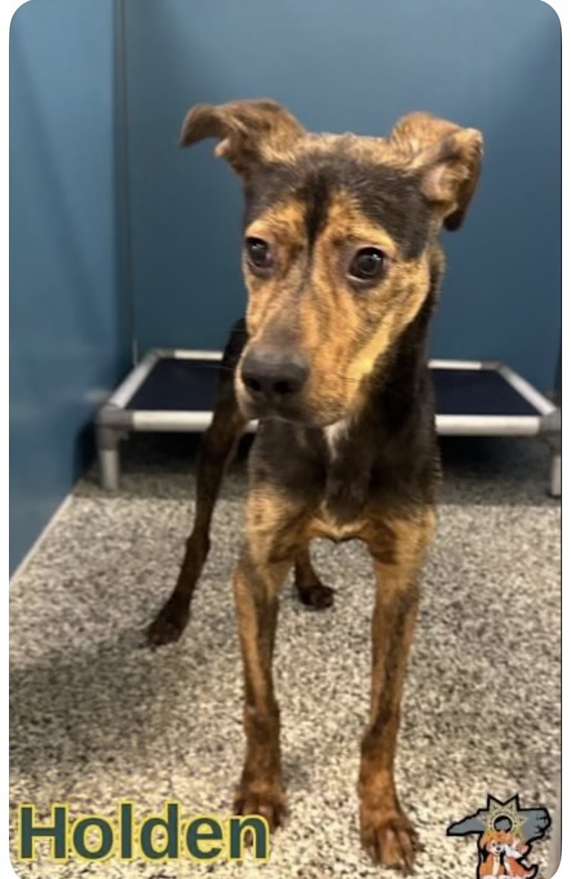 miniature pinscher guessed by k9stud ai