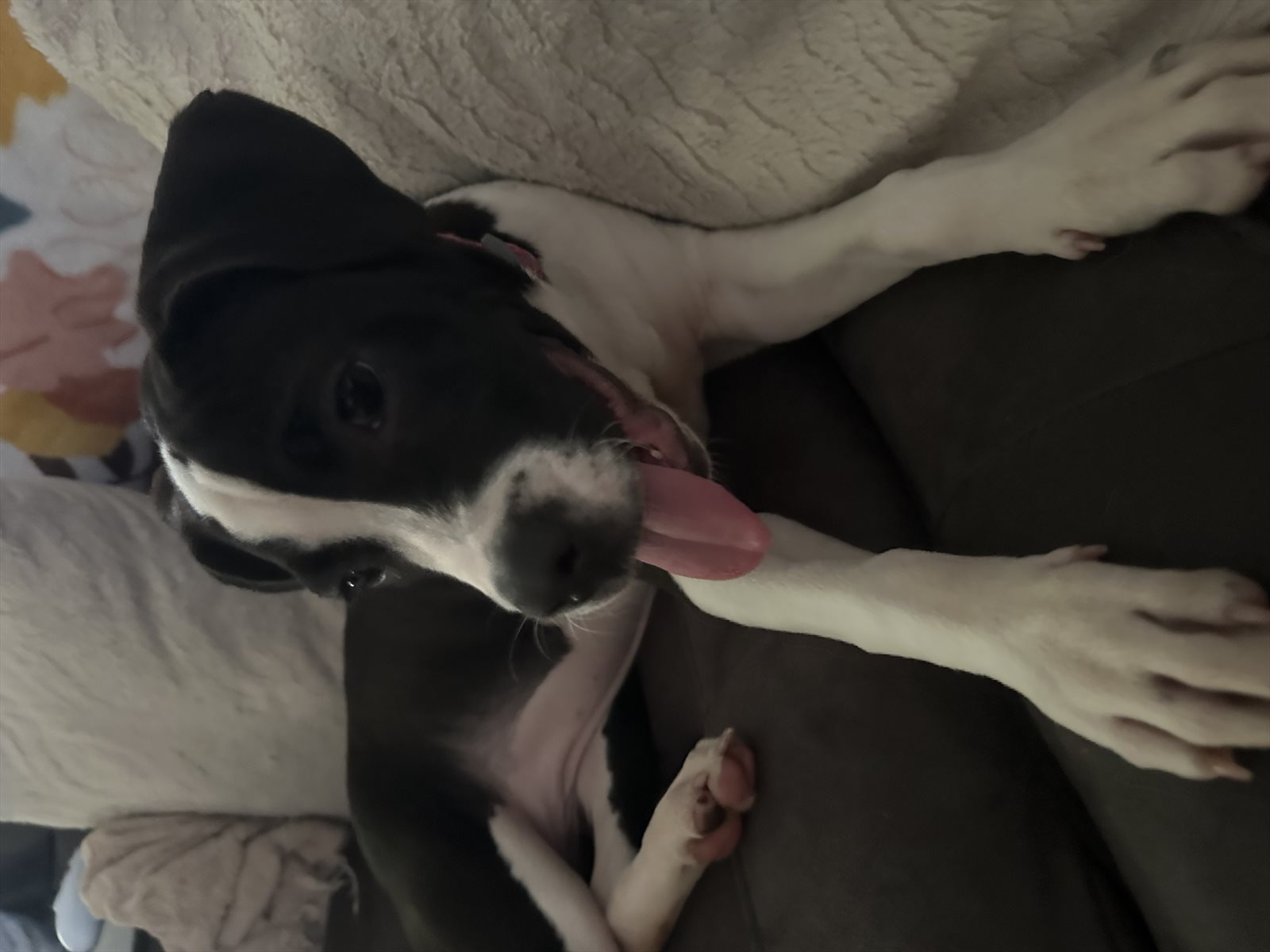 American Staffordshire terrier, Staffordshire terrier, American pit bull terrier, pit bull terrier guessed by k9stud ai