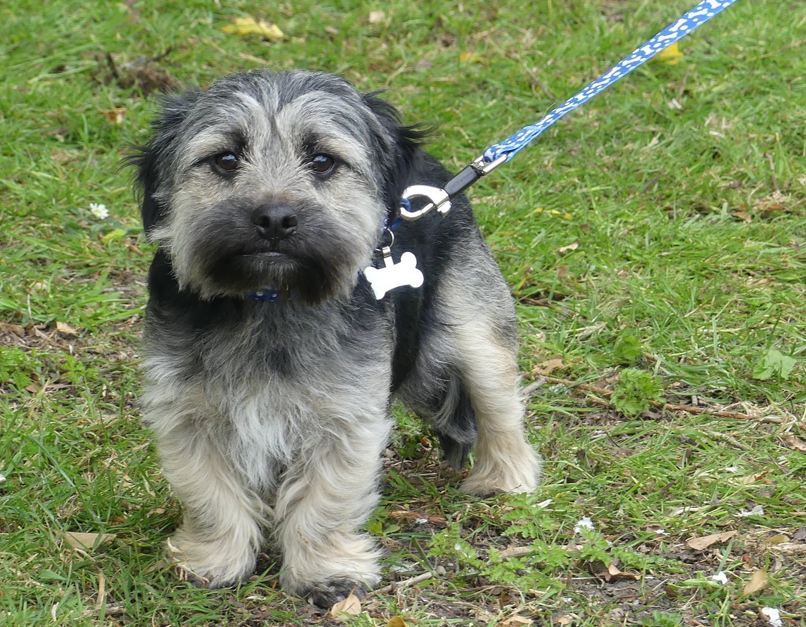 Dandie Dinmont, Dandie Dinmont terrier guessed by k9stud ai