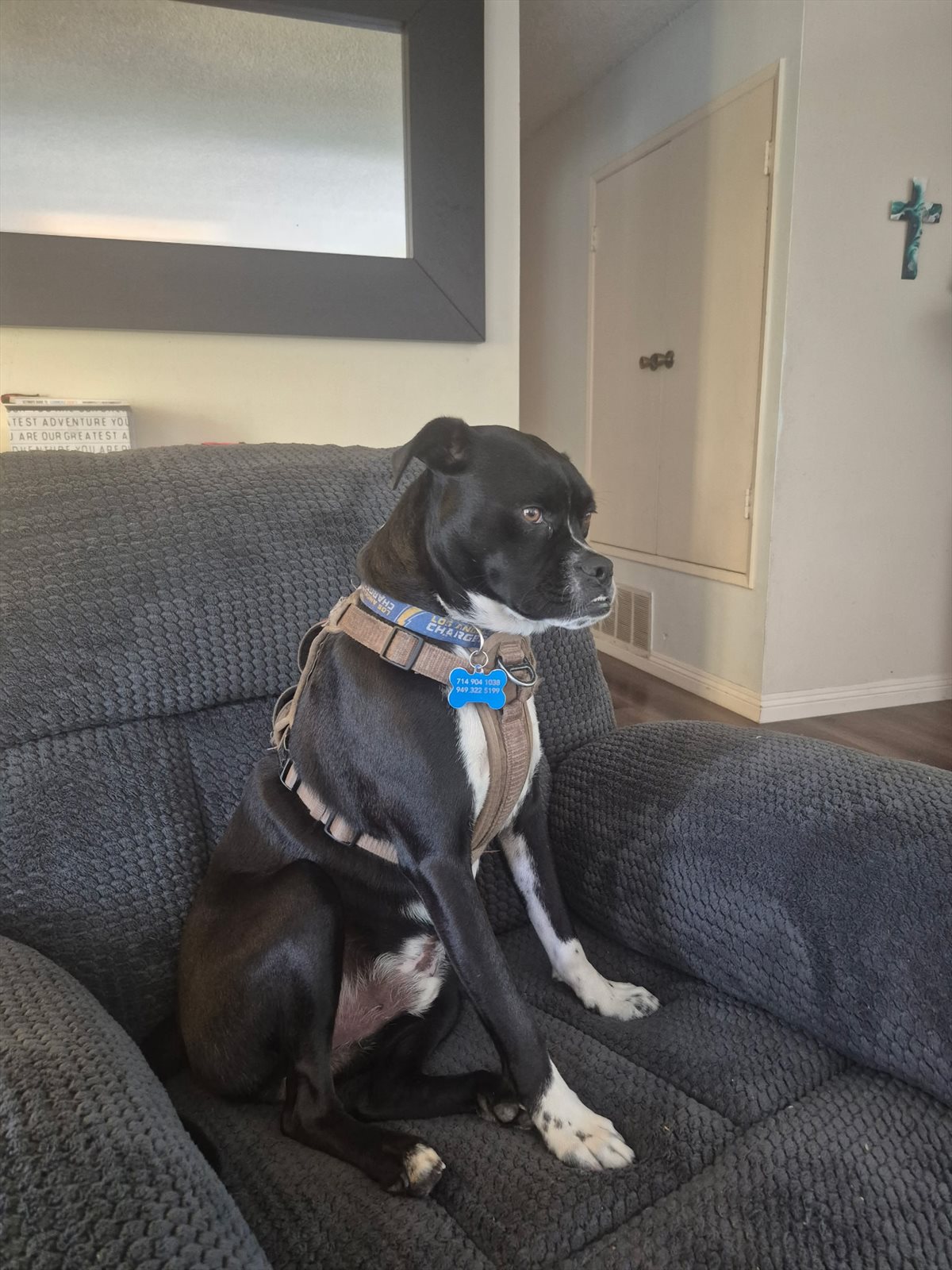 Staffordshire bullterrier, Staffordshire bull terrier guessed by k9stud ai