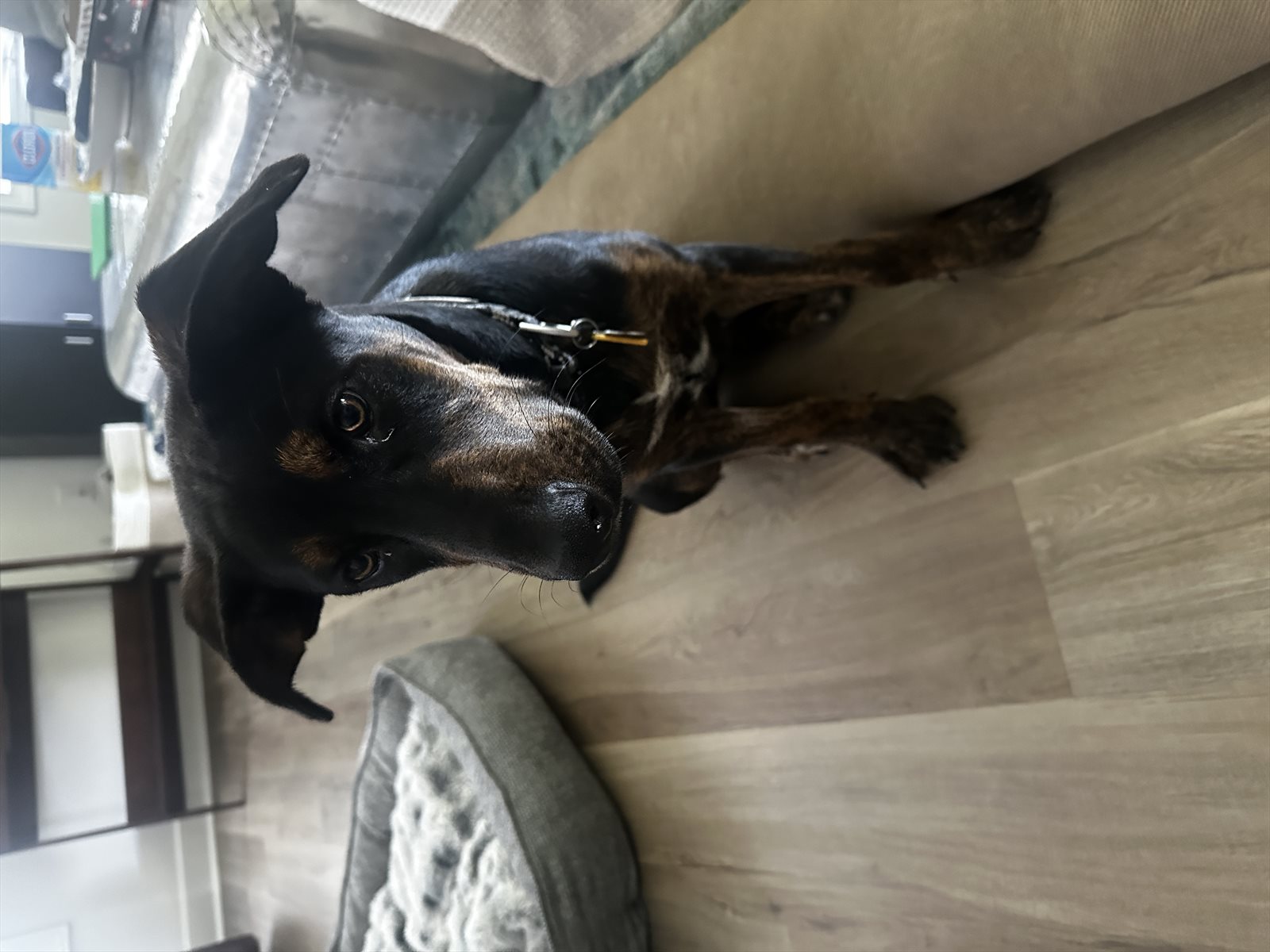 Doberman, Doberman pinscher guessed by k9stud ai