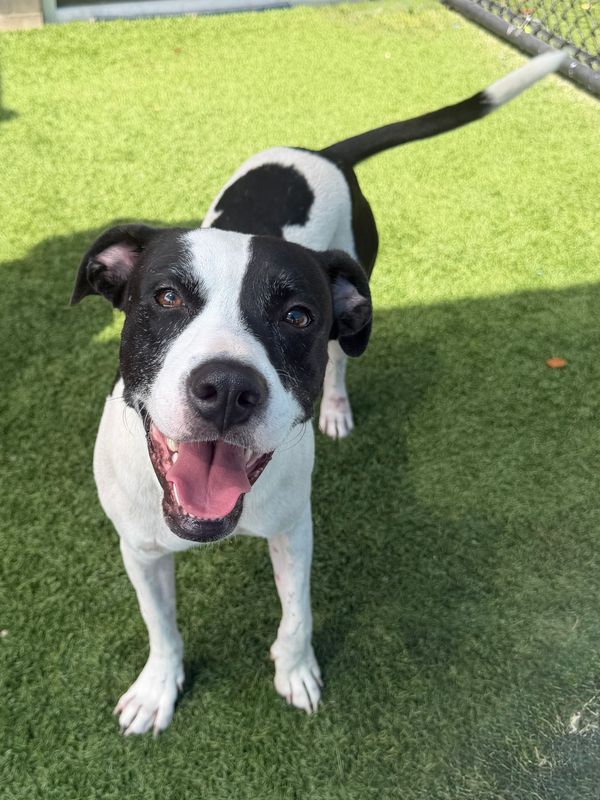 American Staffordshire terrier, Staffordshire terrier, American pit bull terrier, pit bull terrier dog, identified by the K9Stud breed AI