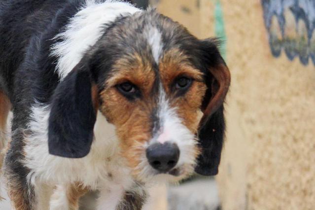 basset, basset hound dog, identified by the K9Stud breed AI