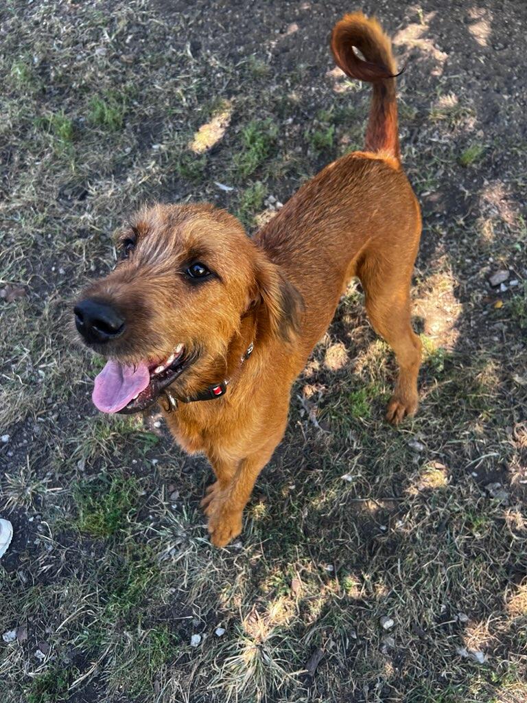 Irish terrier dog, identified by the K9Stud breed AI
