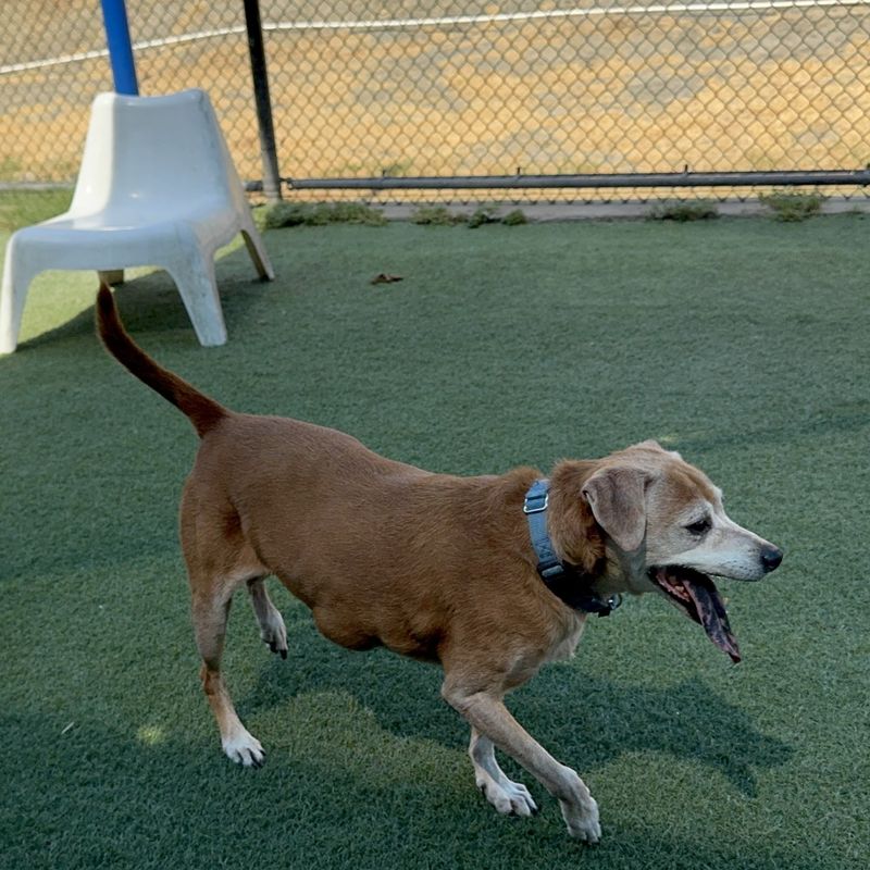 beagle dog, identified by the K9Stud breed AI
