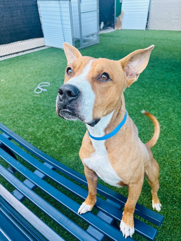 American Staffordshire terrier, Staffordshire terrier, American pit bull terrier, pit bull terrier dog, identified by the K9Stud breed AI