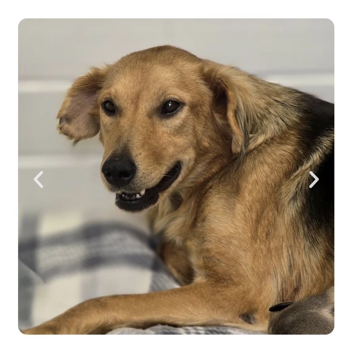 golden retriever guessed by k9stud ai