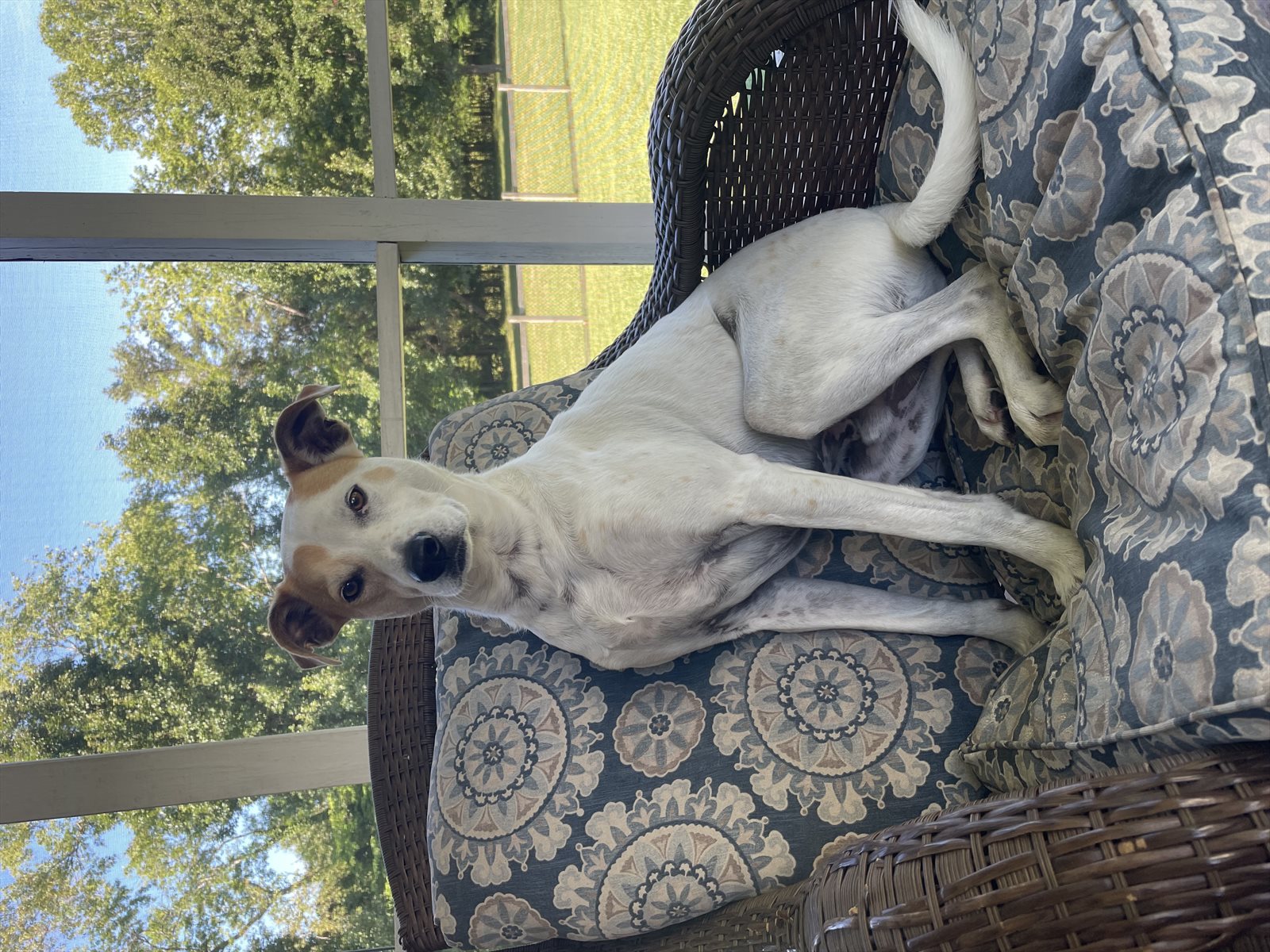 whippet guessed by k9stud ai