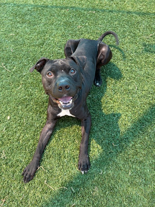 American Staffordshire terrier, Staffordshire terrier, American pit bull terrier, pit bull terrier dog, identified by the K9Stud breed AI