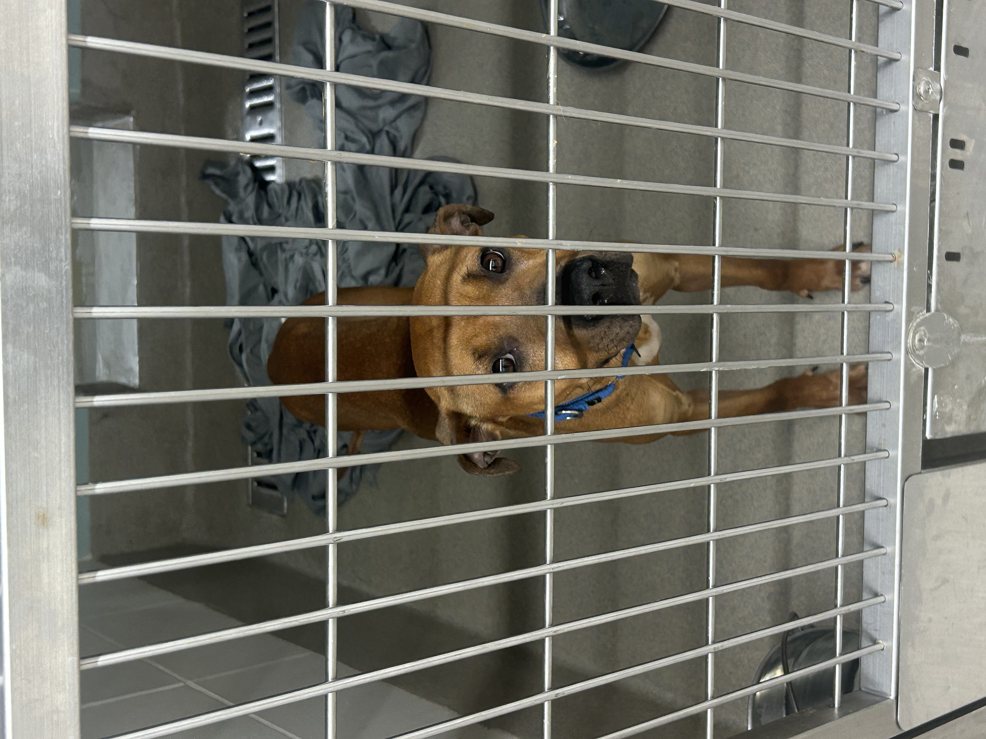 Border terrier dog, identified by the K9Stud breed AI