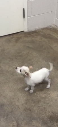 weasel dog, identified by the K9Stud breed AI