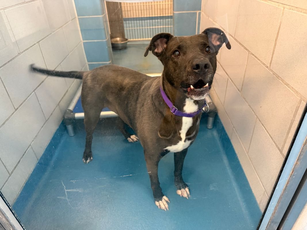 American Staffordshire terrier, Staffordshire terrier, American pit bull terrier, pit bull terrier guessed by k9stud ai