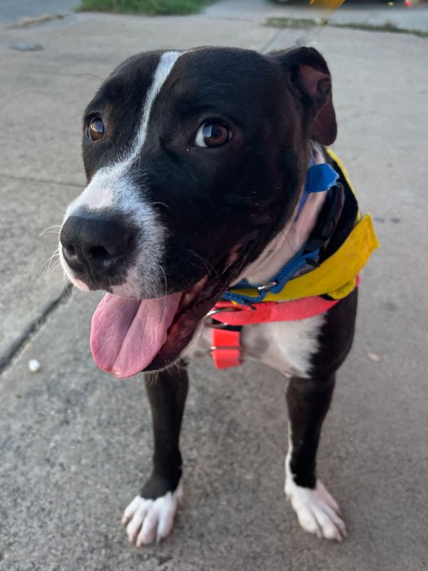 Staffordshire bullterrier, Staffordshire bull terrier dog, identified by the K9Stud breed AI