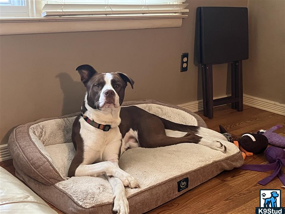 American Staffordshire terrier, Staffordshire terrier, American pit bull terrier, pit bull terrier guessed by k9stud ai