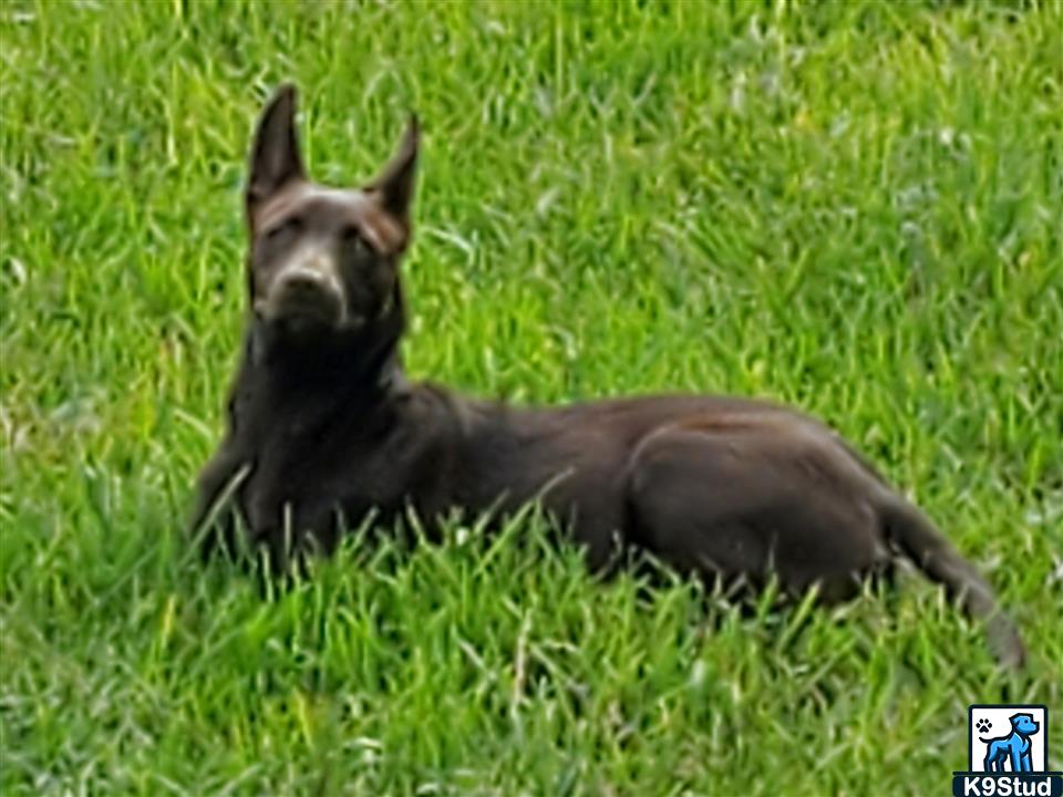 kelpie guessed by k9stud ai