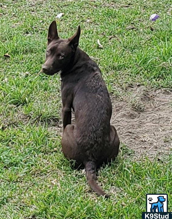 kelpie guessed by k9stud ai