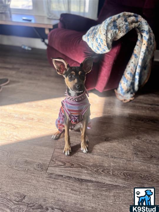 miniature pinscher guessed by k9stud ai