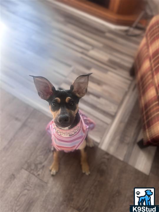miniature pinscher guessed by k9stud ai