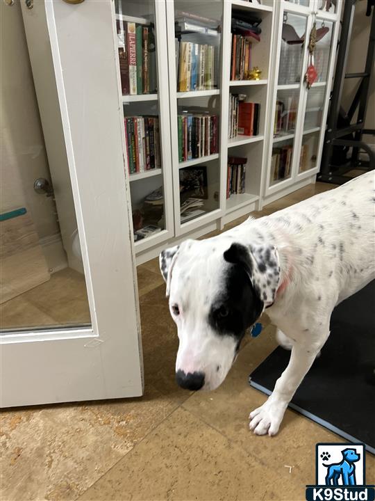 Great Dane guessed by k9stud ai