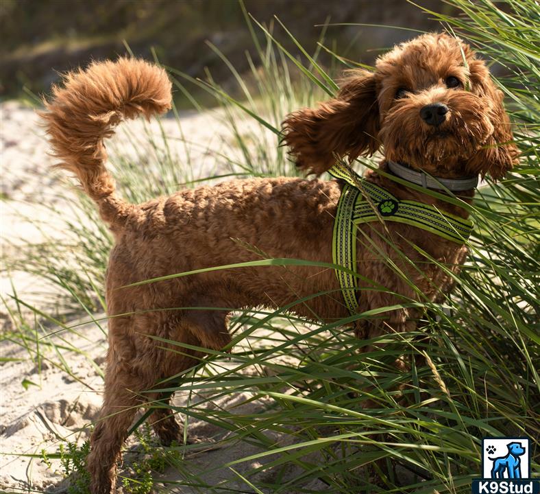 miniature poodle guessed by k9stud ai