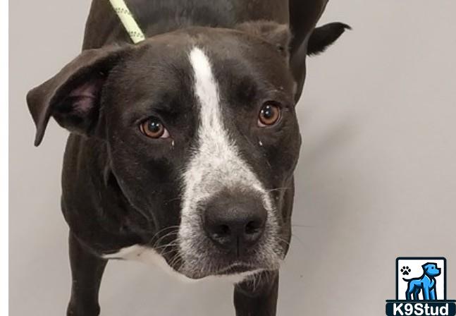 American Staffordshire terrier, Staffordshire terrier, American pit bull terrier, pit bull terrier guessed by k9stud ai