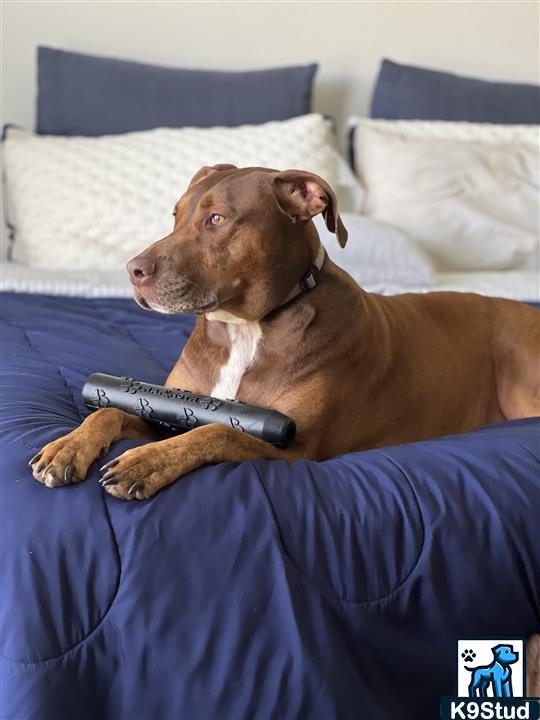 Rhodesian ridgeback guessed by k9stud ai