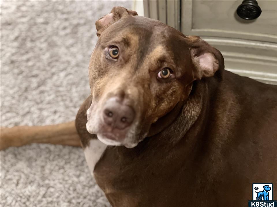 American Staffordshire terrier, Staffordshire terrier, American pit bull terrier, pit bull terrier guessed by k9stud ai