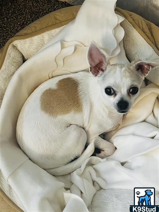 Chihuahua guessed by k9stud ai