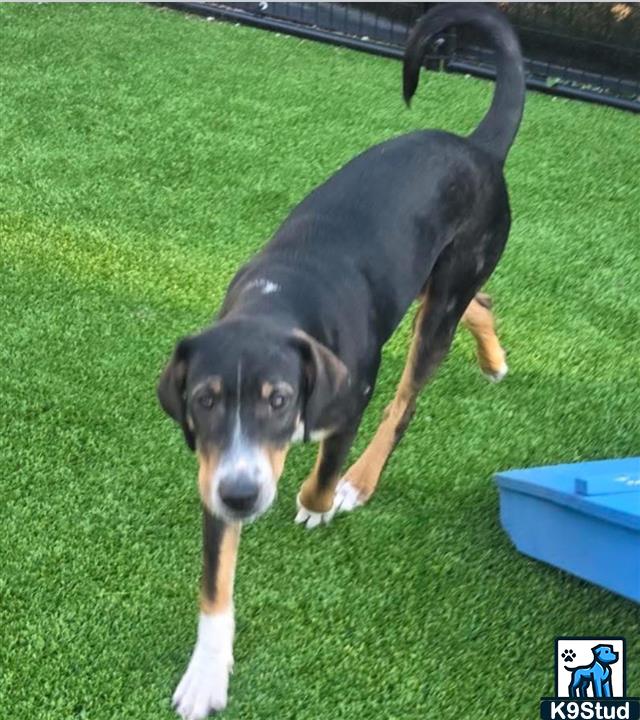 EntleBucher guessed by k9stud ai