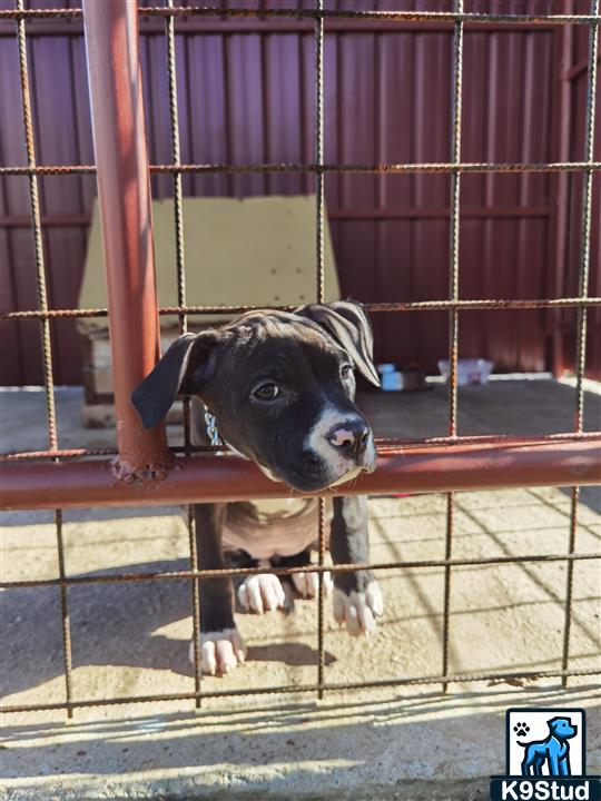 American Staffordshire terrier, Staffordshire terrier, American pit bull terrier, pit bull terrier guessed by k9stud ai