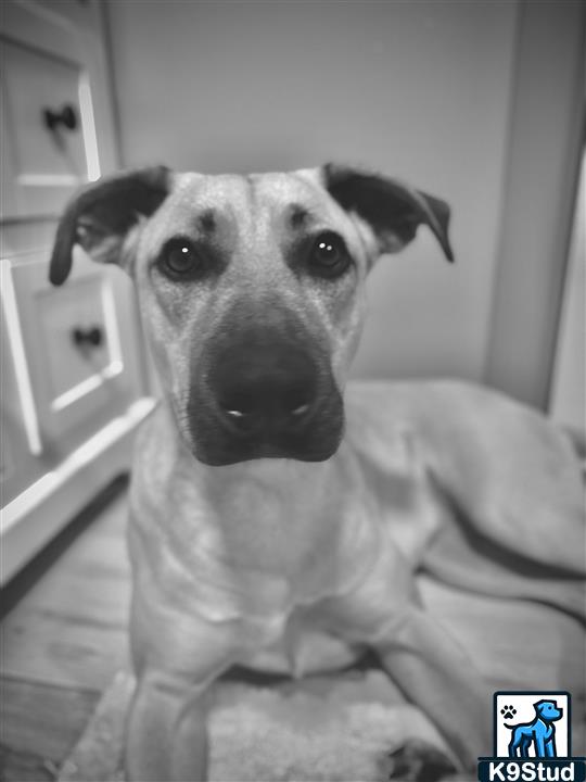 Great Dane guessed by k9stud ai