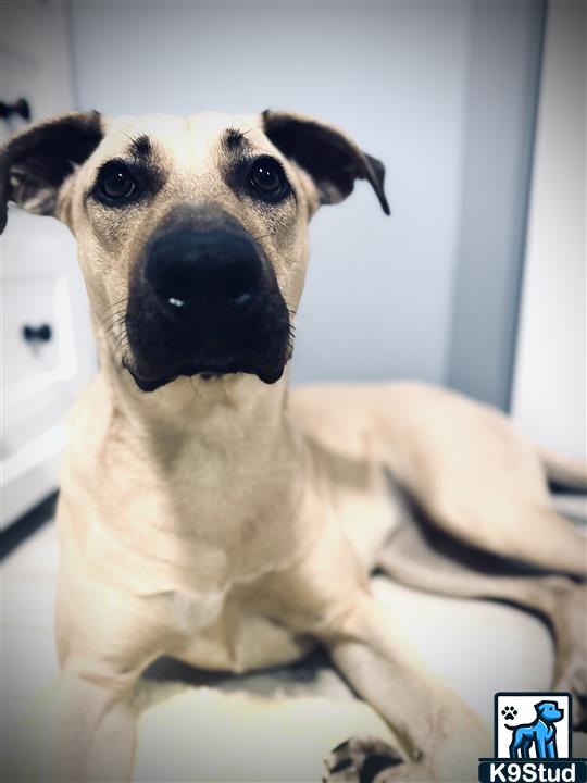 Great Dane guessed by k9stud ai