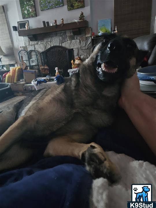 malinois guessed by k9stud ai