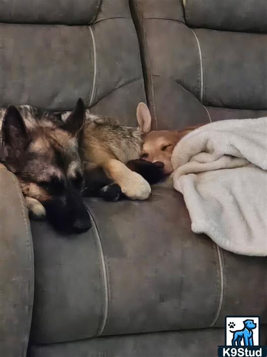 Norwegian elkhound, elkhound guessed by k9stud ai