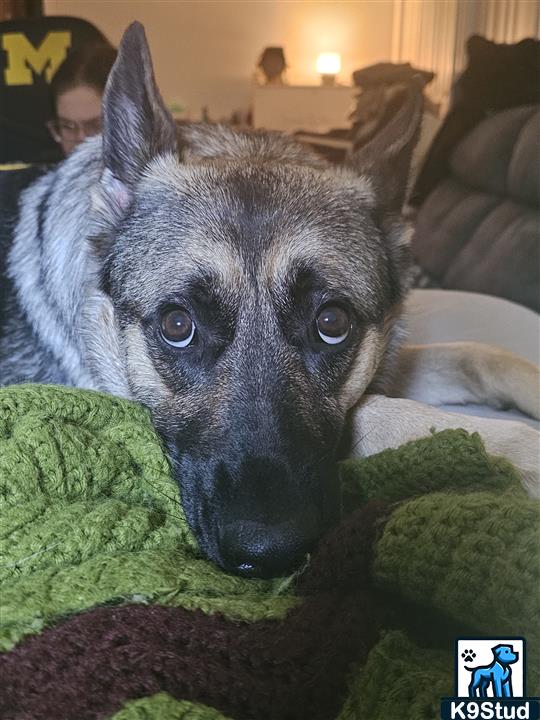 Norwegian elkhound, elkhound guessed by k9stud ai
