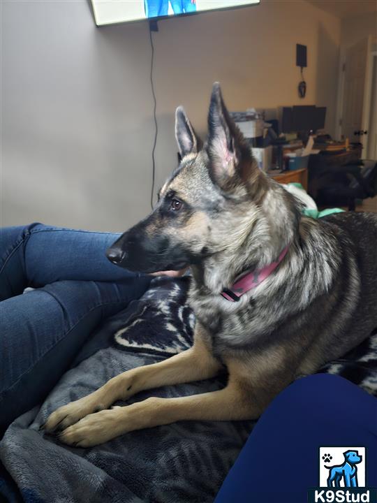 Norwegian elkhound, elkhound guessed by k9stud ai
