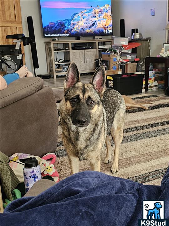 Norwegian elkhound, elkhound guessed by k9stud ai