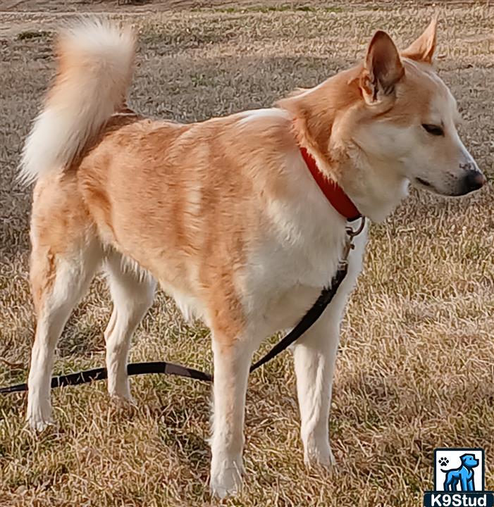 Eskimo dog, husky guessed by k9stud ai