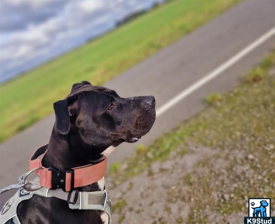 Staffordshire bullterrier, Staffordshire bull terrier guessed by k9stud ai