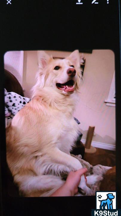 golden retriever guessed by k9stud ai