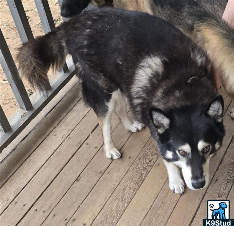 malamute, malemute, Alaskan malamute guessed by k9stud ai