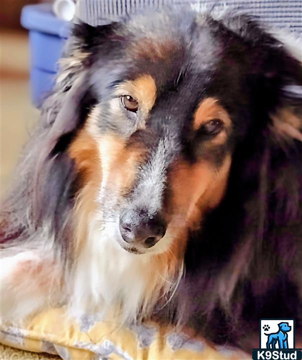 Shetland sheepdog, Shetland sheep dog, Shetland guessed by k9stud ai