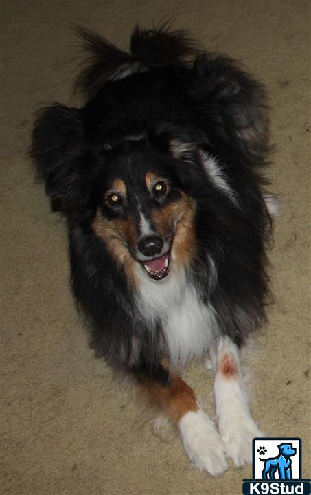 Shetland sheepdog, Shetland sheep dog, Shetland guessed by k9stud ai