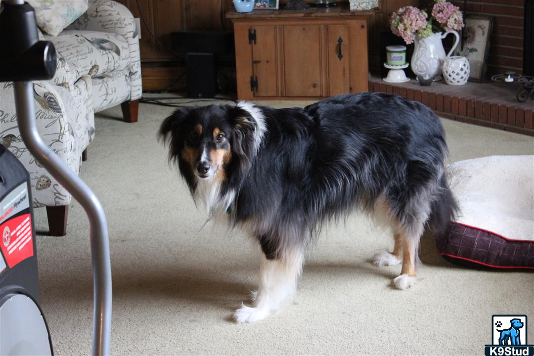 collie guessed by k9stud ai