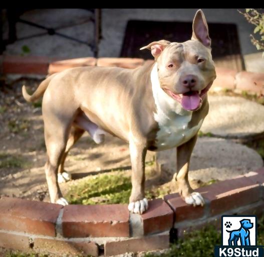 American Staffordshire terrier, Staffordshire terrier, American pit bull terrier, pit bull terrier guessed by k9stud ai