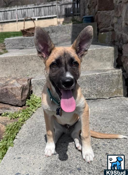 malinois guessed by k9stud ai