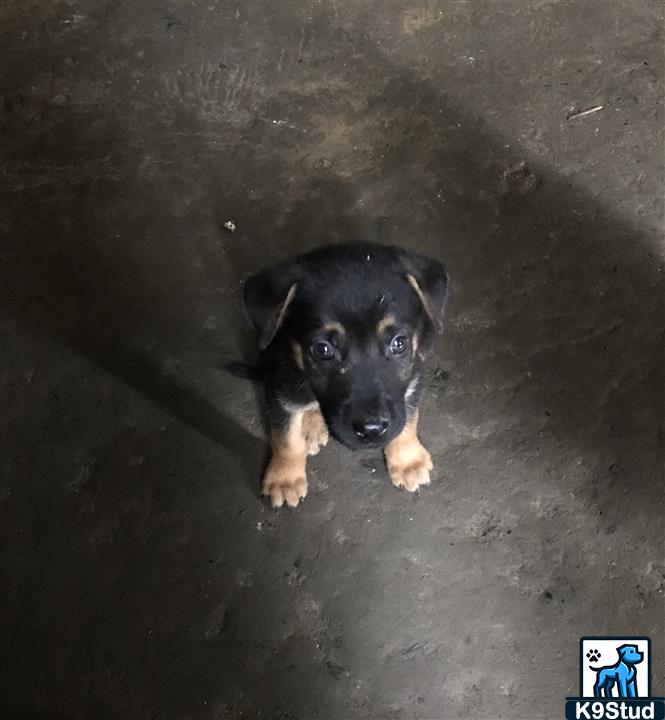 Rottweiler guessed by k9stud ai