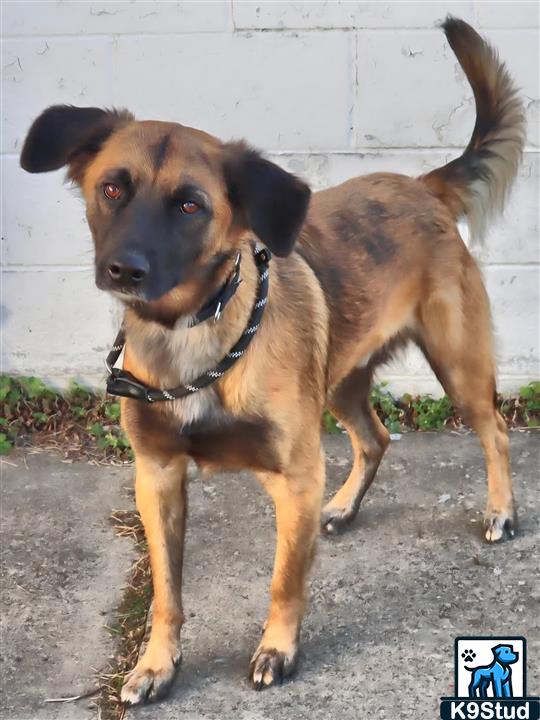 malinois guessed by k9stud ai