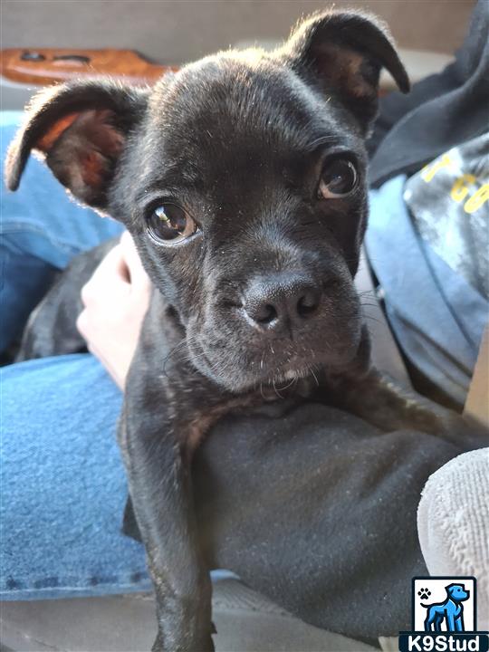 Staffordshire bullterrier, Staffordshire bull terrier guessed by k9stud ai